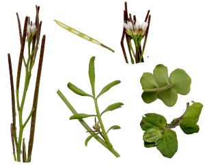 Cardamine_hirsuta_Parts