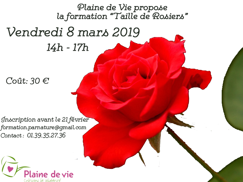 formation rose fond trans