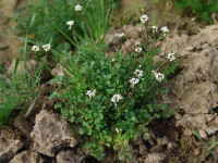 cardamine-hirsuta-kleine-veldkers-01